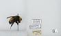 Bombus (Fervidobombus) pensylvanicus pensylvanicus