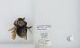 Bombus (Festivobombus) festivus