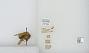 Bombus (Festivobombus) festivus