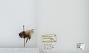 Bombus flavidus