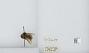 Bombus flavidus