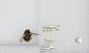 Bombus flavidus