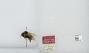 Bombus flavidus
