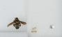 Bombus (Fraternobombus) fraternus