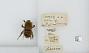 Bombus (Megabombus) consobrinus
