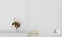 Bombus perplexus