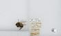 Bombus (Psithyrus) ashtoni