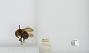 Bombus (Psithyrus) citrinus