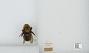 Bombus (Psithyrus) citrinus