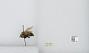 Bombus (Psithyrus) citrinus
