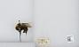 Bombus (Psithyrus) insularis