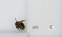 Bombus (Psithyrus) insularis
