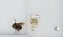 Bombus (Psithyrus) insularis
