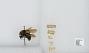 Bombus (Psithyrus) variabilis