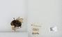 Bombus (Psithyrus) variabilis