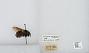 Bombus (Psithyrus) variabilis