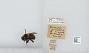 Bombus (Psithyrus) variabilis