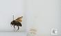 Bombus (Psithyrus) variabilis