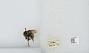 Bombus (Pyrobombus) bifarius