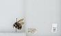 Bombus (Pyrobombus) bifarius