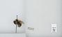 Bombus (Pyrobombus) bifarius