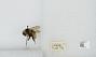 Bombus (Pyrobombus) bifarius