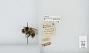 Bombus (Pyrobombus) bifarius