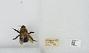 Bombus (Pyrobombus) bimaculatus