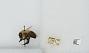 Bombus (Pyrobombus) bimaculatus