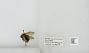 Bombus (Pyrobombus) bimaculatus