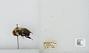 Bombus (Pyrobombus) bimaculatus