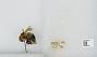 Bombus (Pyrobombus) bimaculatus