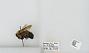 Bombus (Pyrobombus) bimaculatus