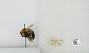 Bombus (Pyrobombus) bimaculatus