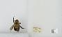 Bombus (Pyrobombus) bimaculatus
