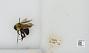 Bombus (Pyrobombus) bimaculatus