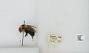 Bombus (Pyrobombus) bimaculatus