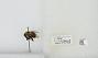 Bombus (Pyrobombus) bimaculatus