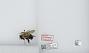 Bombus (Pyrobombus) bimaculatus