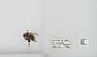 Bombus (Pyrobombus) bimaculatus