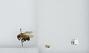 Bombus (Pyrobombus) bimaculatus
