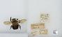 Bombus (Pyrobombus) bimaculatus