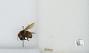 Bombus (Pyrobombus) centralis