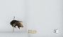 Bombus (Pyrobombus) ephippiatus