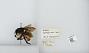 Bombus (Pyrobombus) ephippiatus