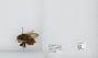 Bombus (Pyrobombus) ephippiatus