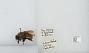 Bombus (Pyrobombus) ephippiatus