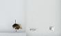 Bombus (Pyrobombus) ephippiatus