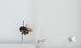 Bombus (Pyrobombus) ephippiatus