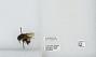 Bombus (Pyrobombus) ephippiatus